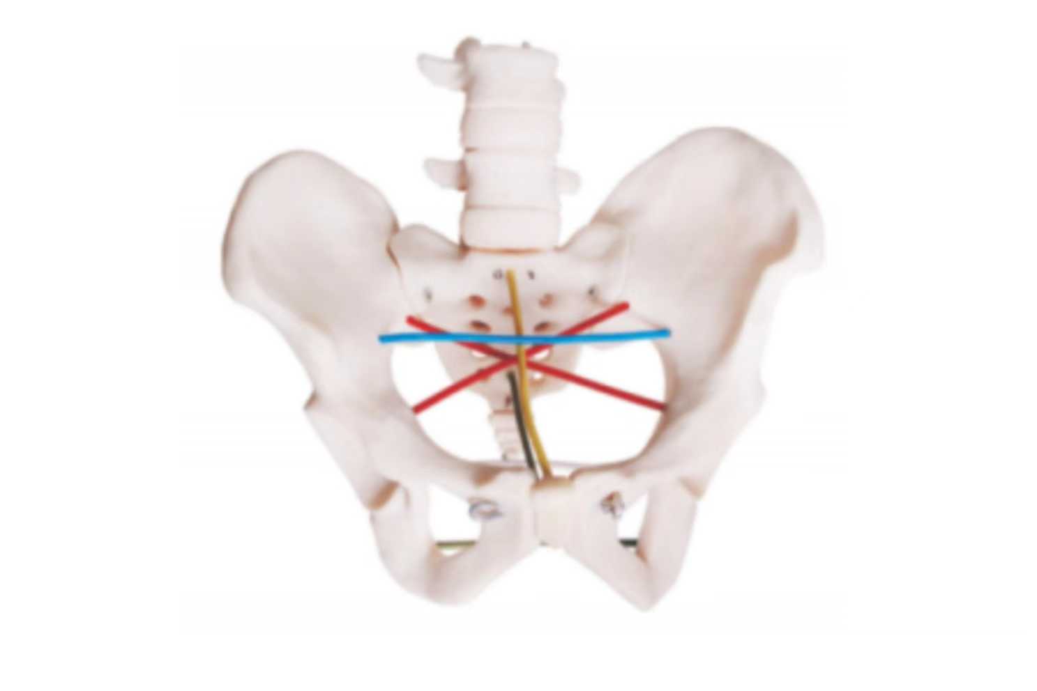 Pelvimetry Demonstration Model